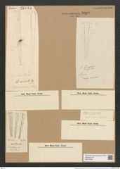 Climacosphenia australis Kuetz. (de-Toni-Nr.: Genus 87, Species 2984) Zeichnungen Sammlung Grunow Nr. 6088 (NHMW-BOT-W0374609)